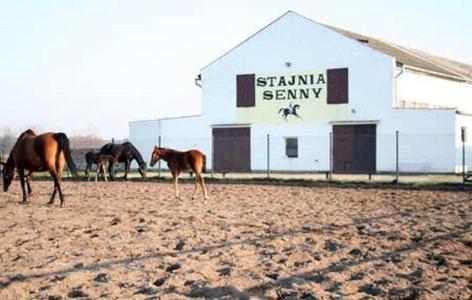 Noclegi Przy Stajni Senny - Horse Riding Łeba Exterior foto
